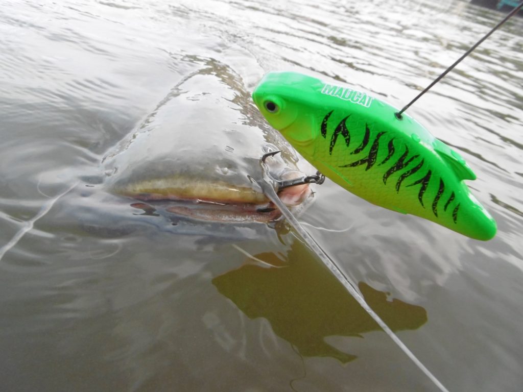 Воблеры MADCAT® INLINE RATTLER - 13cm - 90g - CANDY. Фото N5 Воблеры MADCAT® INLINE RATTLER - 13cm - 90g - CANDY. Фото N5