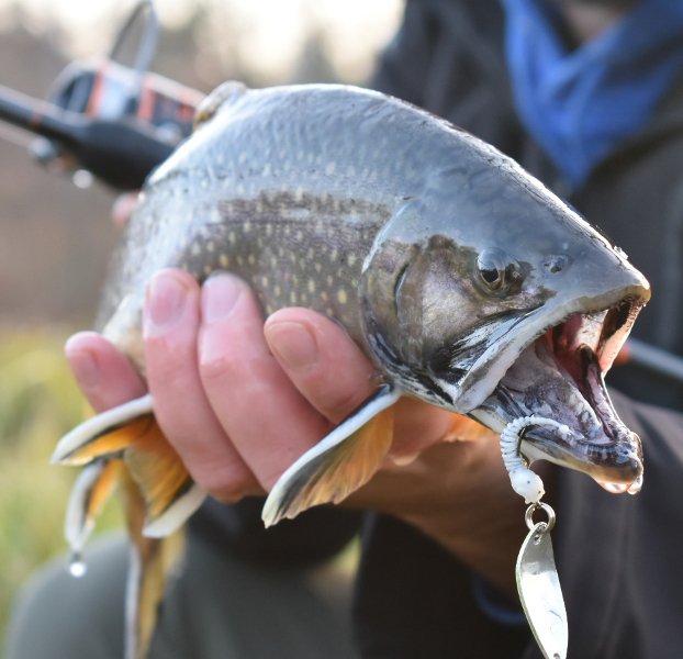 Силиконовые приманки IRON TROUT DUCK SPIKE 3см цв. Silver Flasher - 8шт.. Фото N4 Силиконовые приманки IRON TROUT DUCK SPIKE 3см цв. Silver Flasher - 8шт.. Фото N4